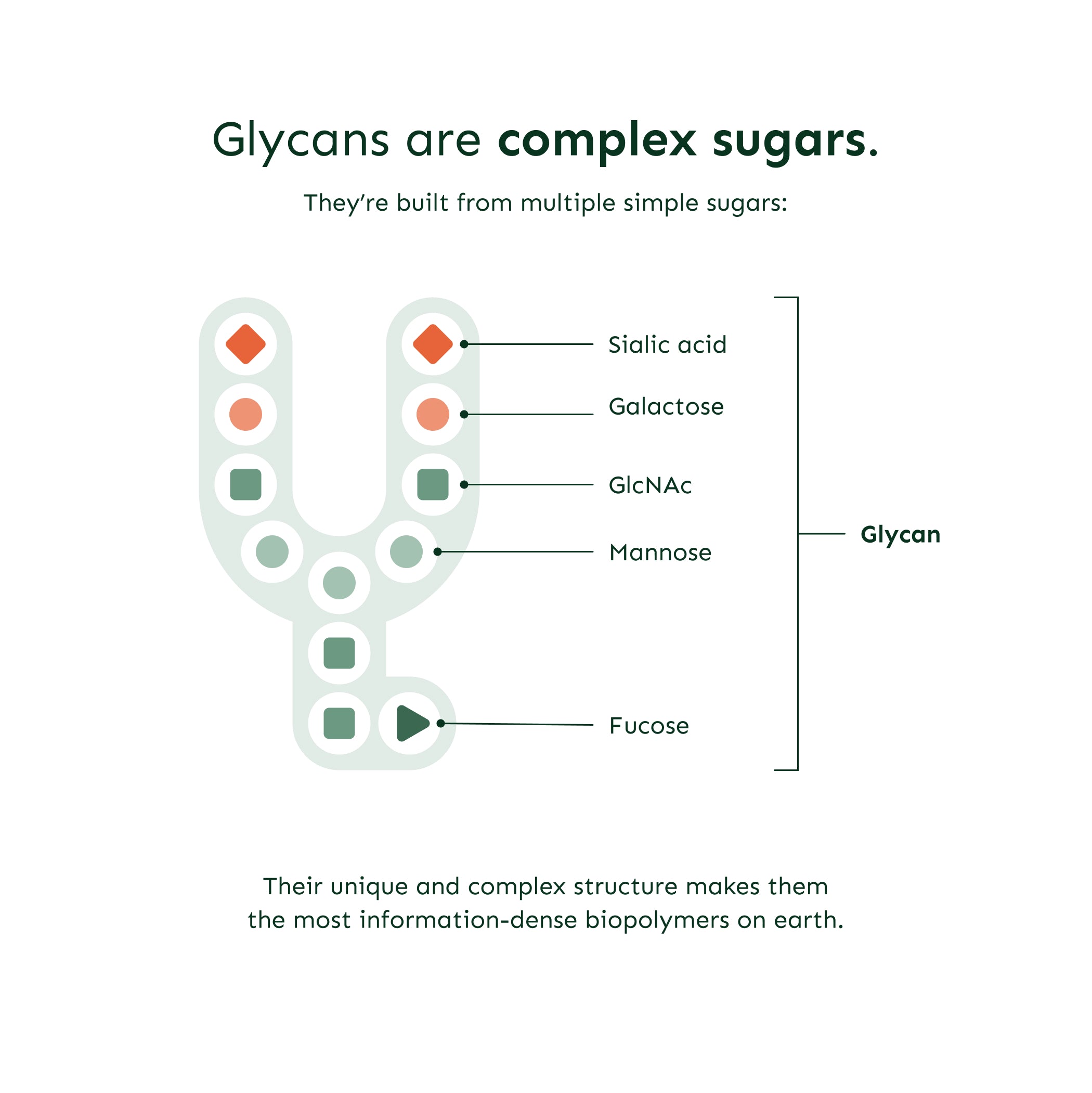 Glycan Age - analys av biologisk ålder