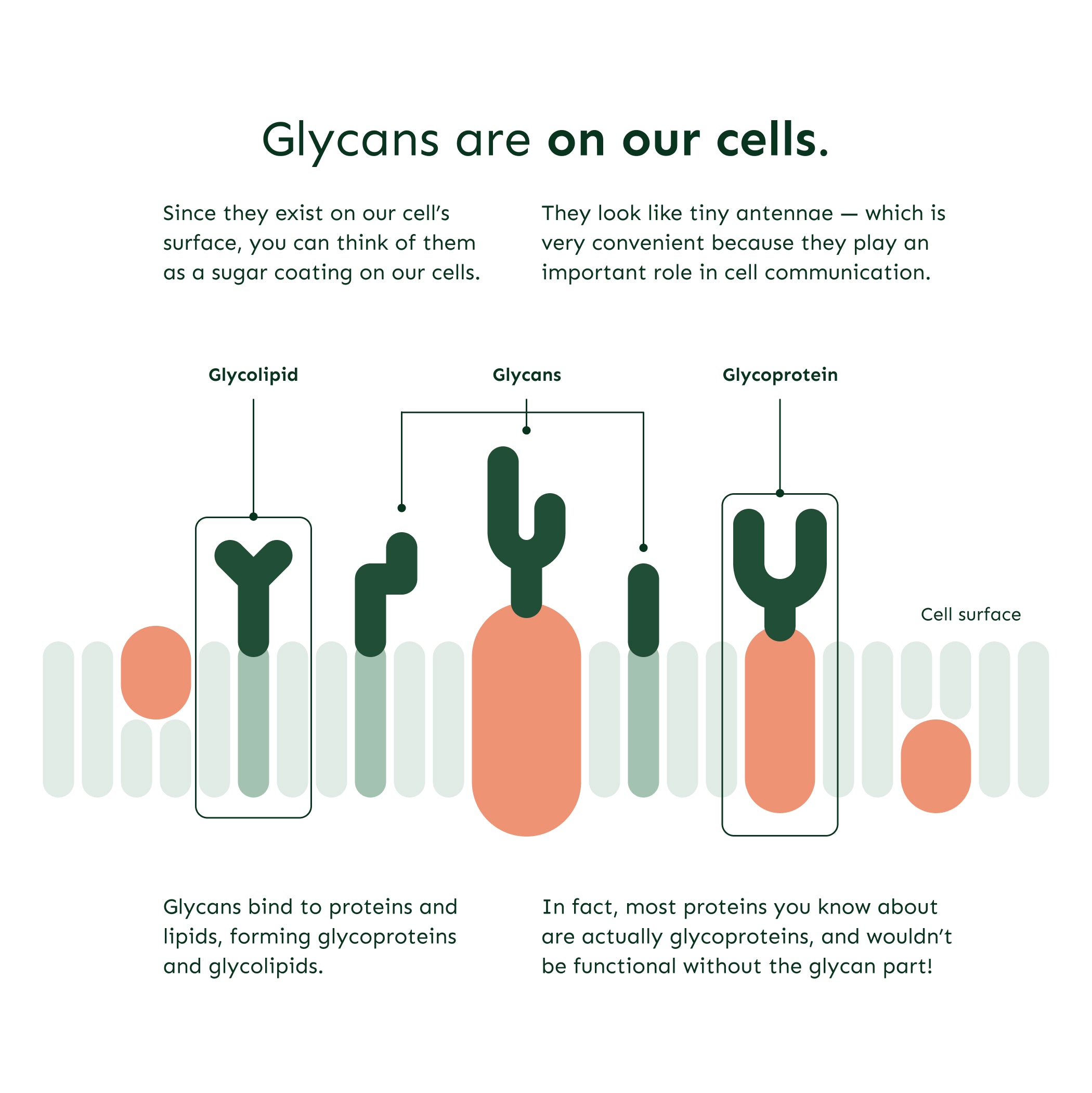 Glycan Age - analys av biologisk ålder