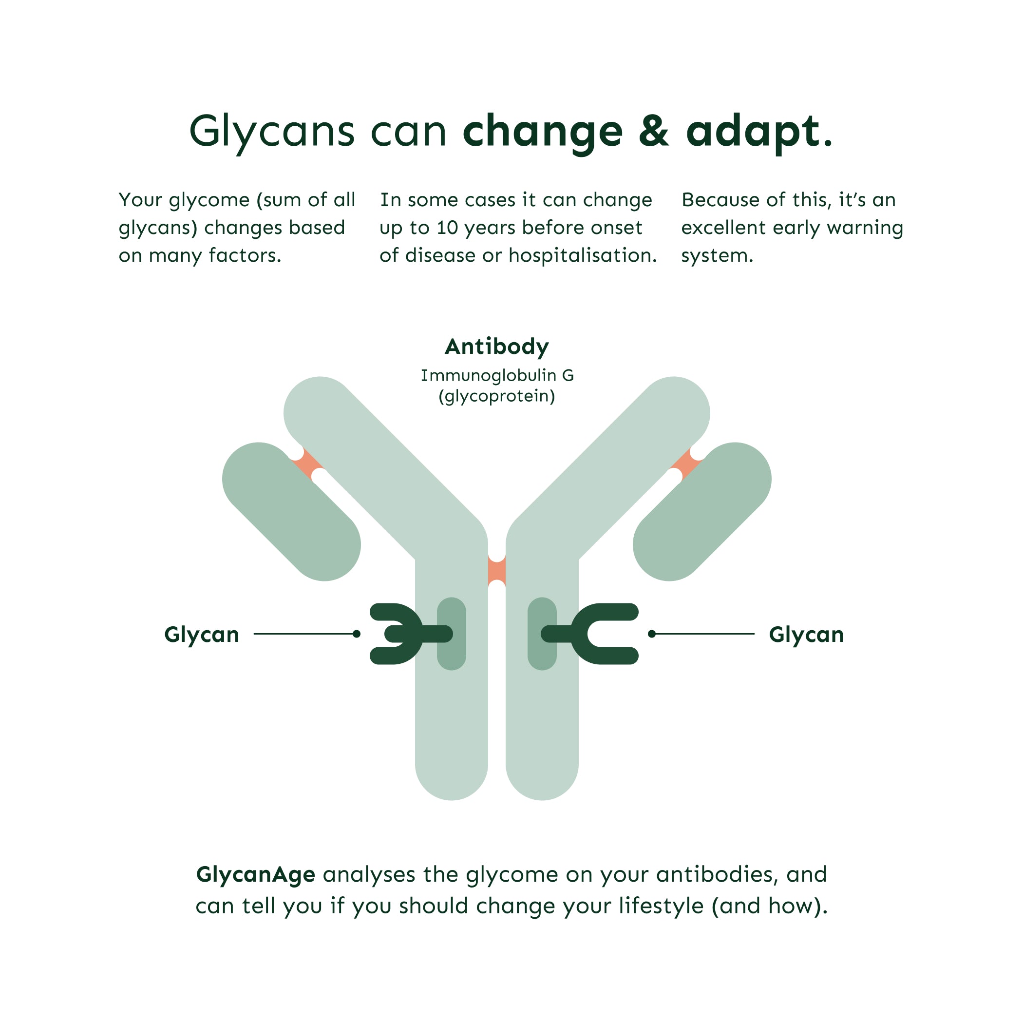 Glycan Age - analys av biologisk ålder